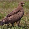 Aquila pomarina - foto Ervin Hrtan